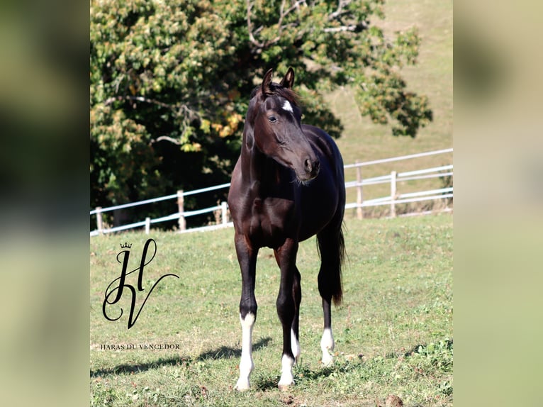 Other Breeds Stallion 2 years Black in Marly-sous-Issy