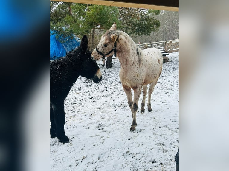 Other Breeds Mix Stallion 2 years Leopard-Piebald in kazimierz