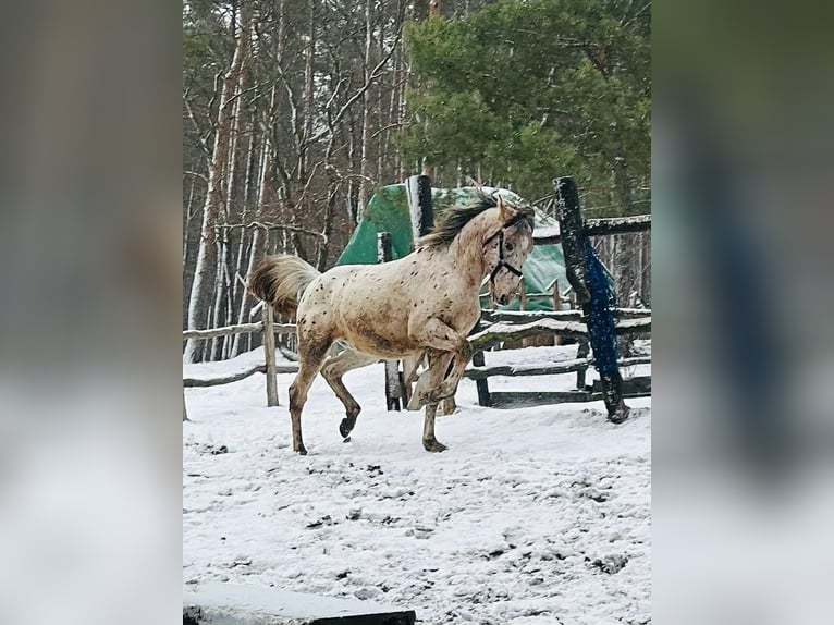 Other Breeds Mix Stallion 2 years Leopard-Piebald in kazimierz