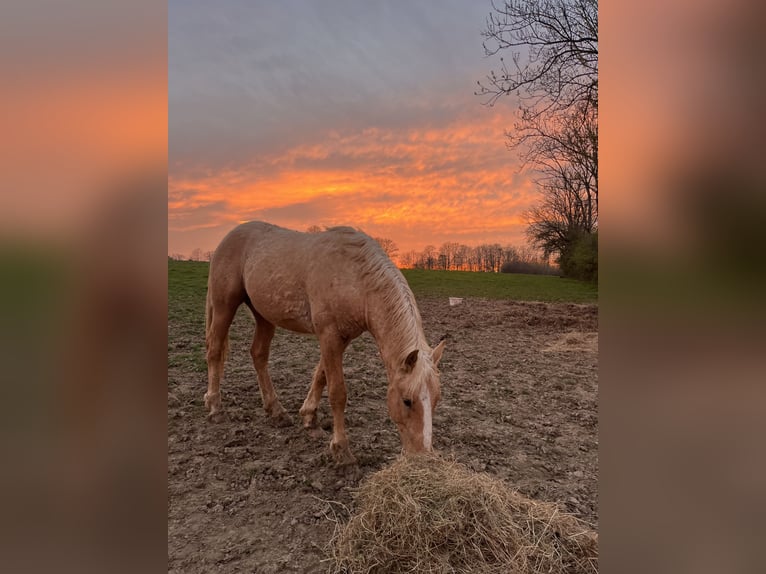 Other Breeds Stallion 2 years Palomino in Montmeillant