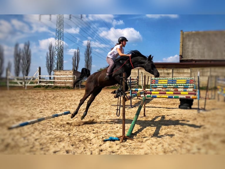 Other Breeds Mix Stallion 2 years Roan-Bay in Wieszowa