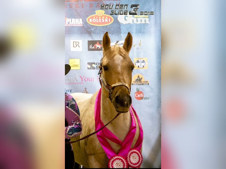 Other Breeds Mix Stallion 2 years Roan-Bay in Wieszowa