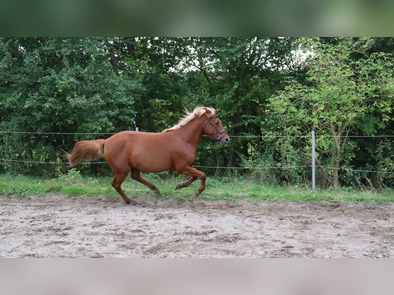 Other Breeds Mix Stallion 3 years 14,1 hh Chestnut-Red in Schlichting