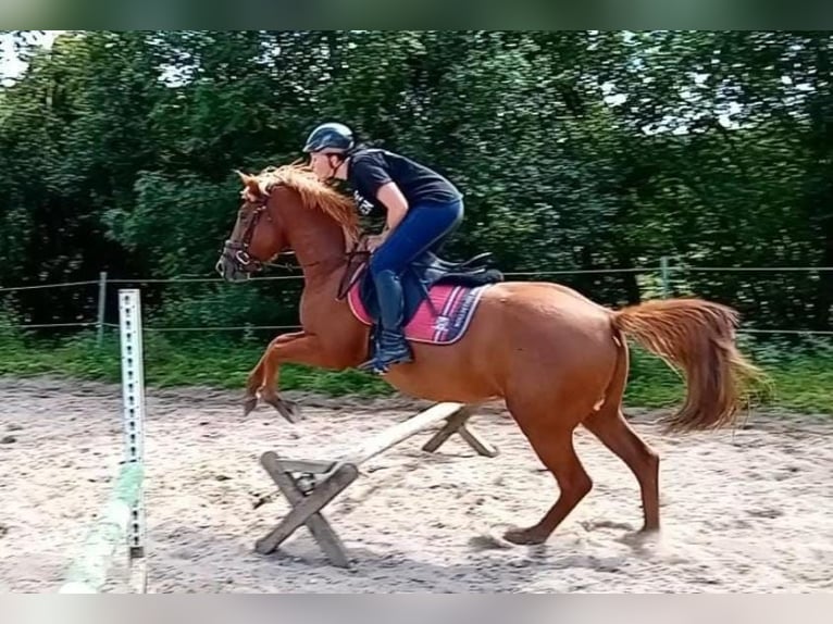 Other Breeds Mix Stallion 3 years 14,1 hh Chestnut-Red in Schlichting