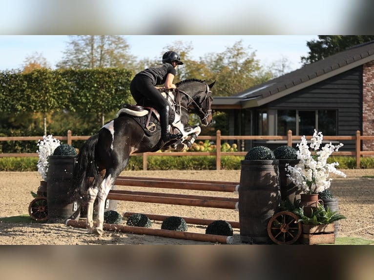 Other Breeds Stallion 3 years 14.1 hh  in Oost West en Middelbeers
