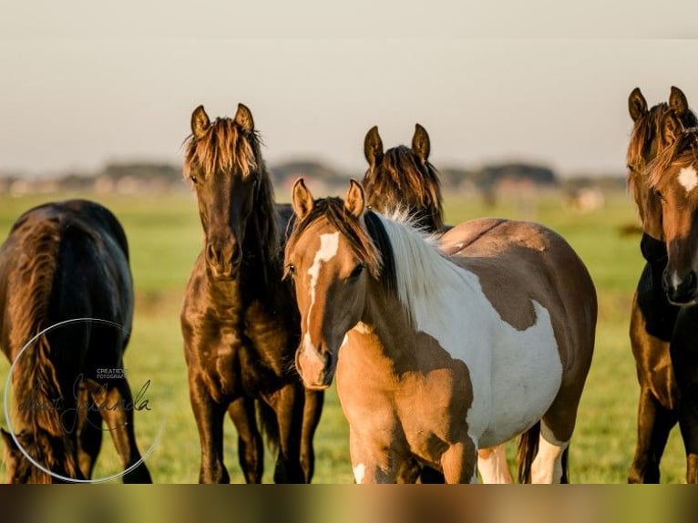 Other Breeds Stallion 3 years 14,2 hh Dun in Tzummarum