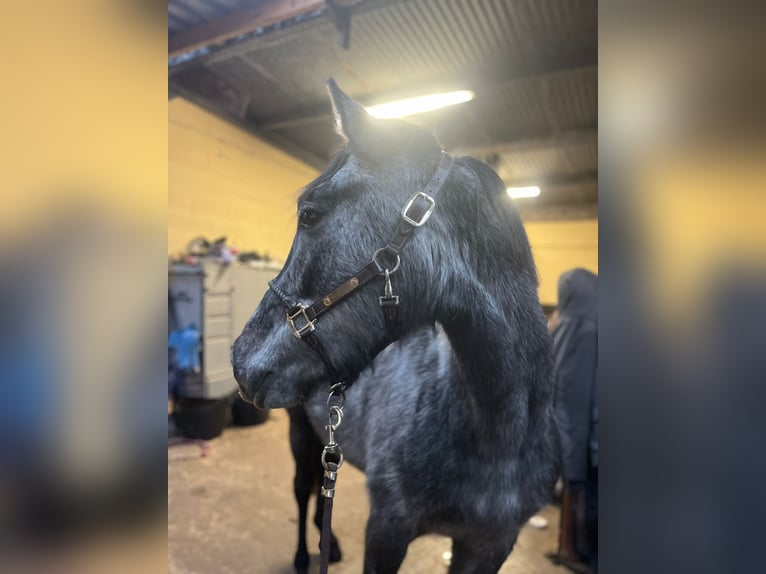 Other Breeds Stallion 3 years 14,3 hh Gray in Orbec