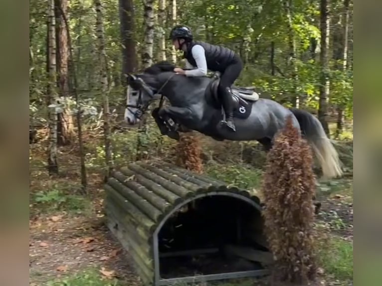 Other Breeds Stallion 3 years 14 hh  in Oost West en Middelbeers