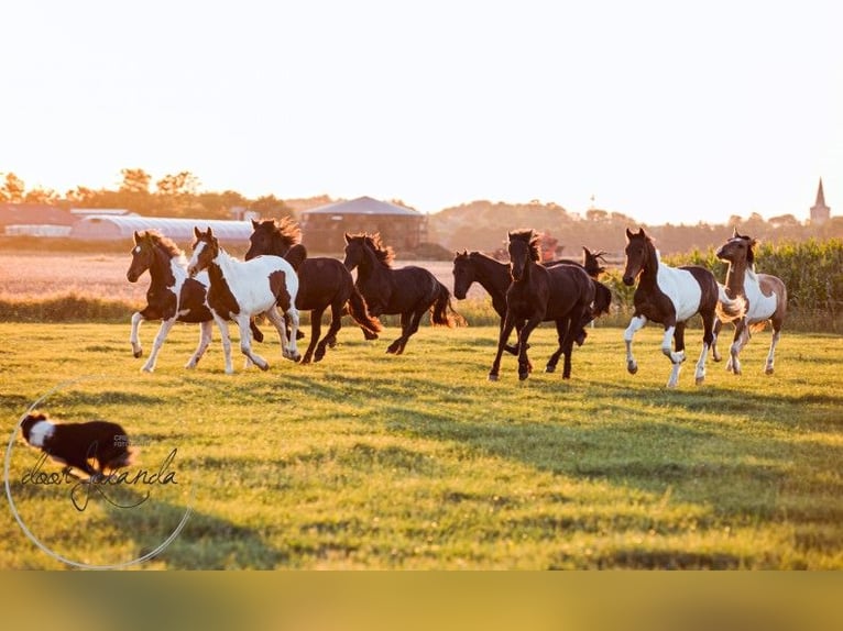 Other Breeds Stallion 3 years 14,2 hh Dun in Tzummarum Other Breeds Stallion 3 years 14,2 hh Dun in Tzummarum