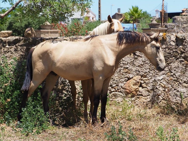 Other Breeds Stallion 3 years 15,1 hh Buckskin in NAVAS DEL MADRONO