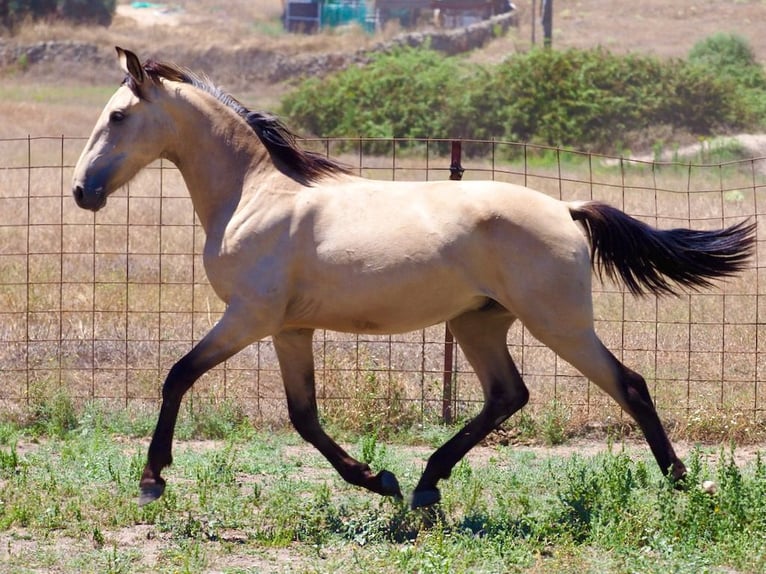 Other Breeds Stallion 3 years 15,1 hh Buckskin in NAVAS DEL MADRONO