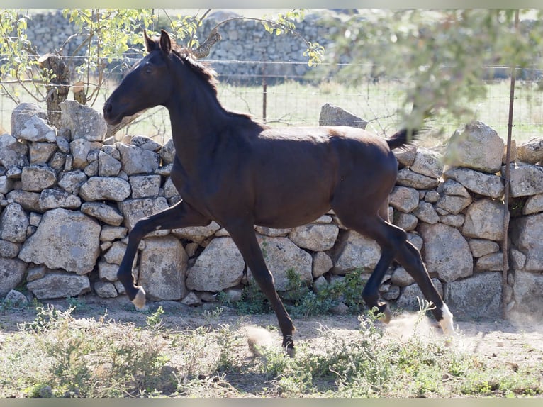 Other Breeds Stallion 3 years 15 hh Black in NAVAS DEL MADRONO