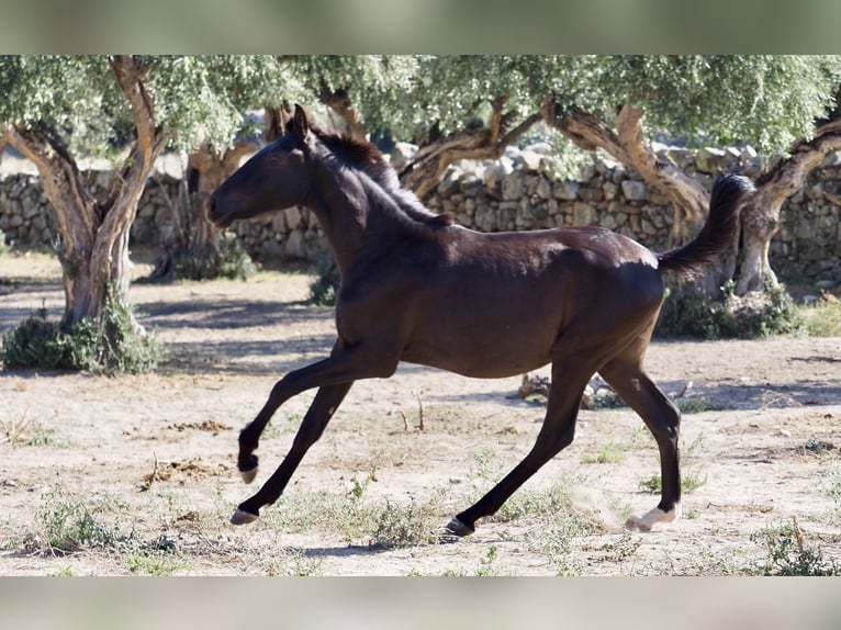 Other Breeds Stallion 3 years 15 hh Black in NAVAS DEL MADRONO