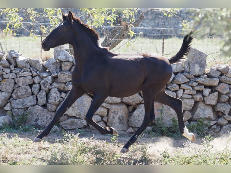 Other Breeds Stallion 3 years 15 hh Black in NAVAS DEL MADRONO