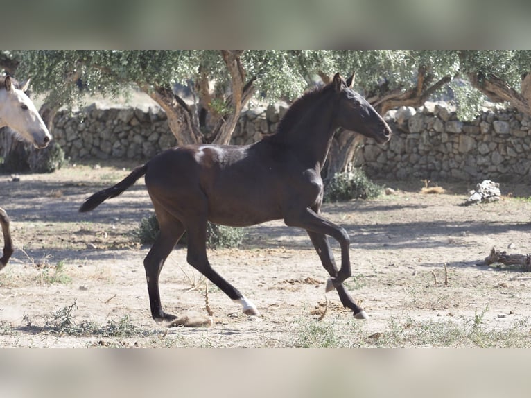 Other Breeds Stallion 3 years 15 hh Black in NAVAS DEL MADRONO