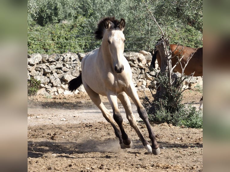 Other Breeds Stallion 3 years 15 hh Buckskin in NAVAS DEL MADRONO