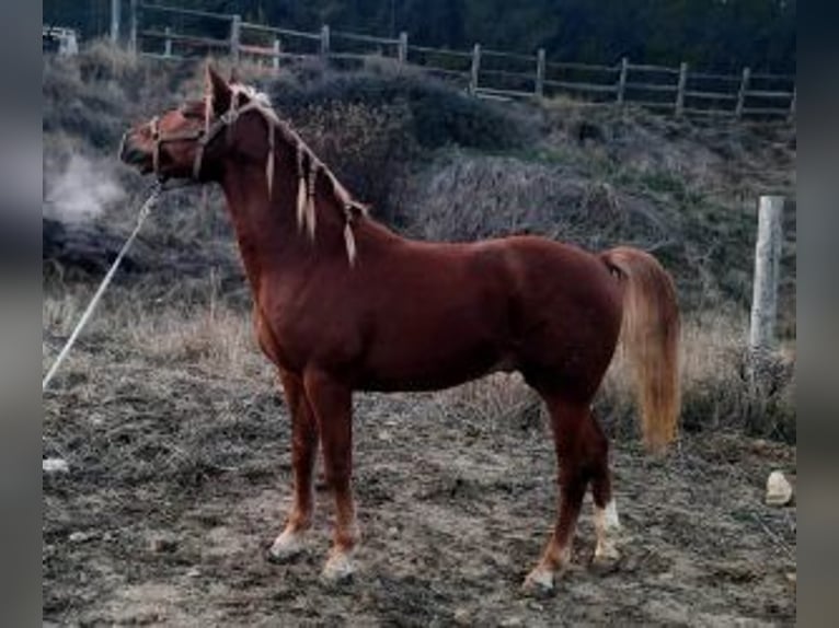 Other Breeds Mix Stallion 3 years 15,2 hh Chestnut in Bilbao