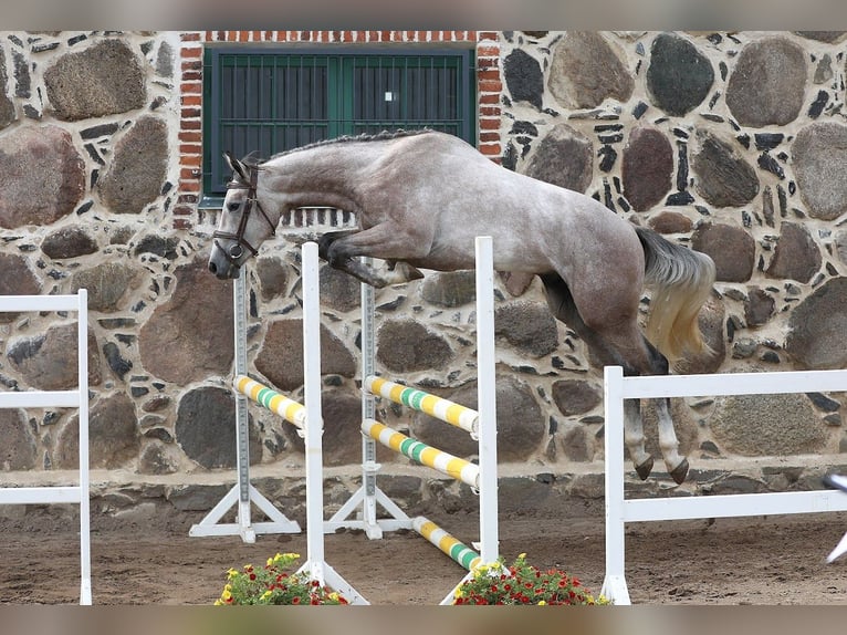 Other Breeds Stallion 3 years 15,2 hh Gray in Kalmaru