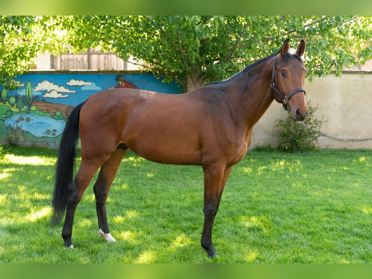 Other Breeds Stallion 3 years 16.1 hh Bay in Pleven