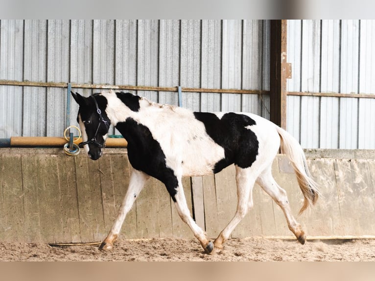 Other Breeds Stallion 3 years 16,1 hh Tobiano-all-colors in La Roche-Chalais