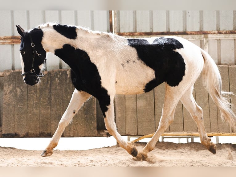 Other Breeds Stallion 3 years 16,1 hh Tobiano-all-colors in La Roche-Chalais