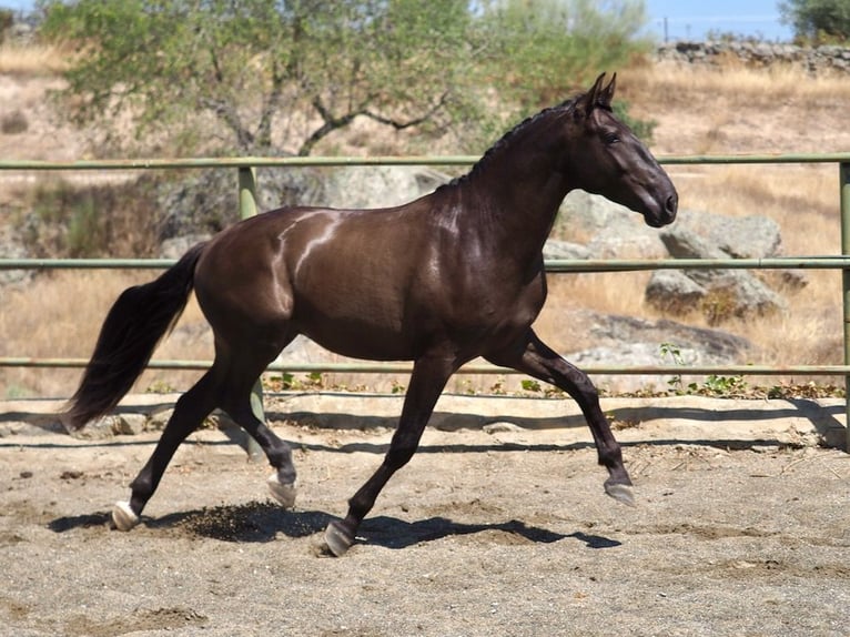 Other Breeds Stallion 3 years 16 hh Black in NAVAS DEL MADRONO