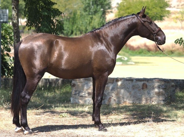 Other Breeds Stallion 3 years 16 hh Black in NAVAS DEL MADRONO