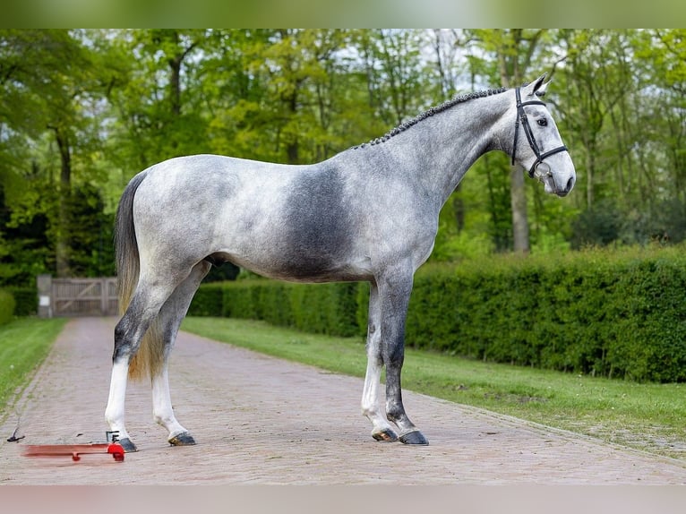 Other Breeds Stallion 3 years 16 hh Gray in Einbeck
