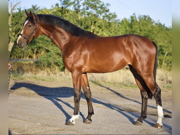 Other Breeds Stallion 3 years 17 hh Brown-Light in Austria