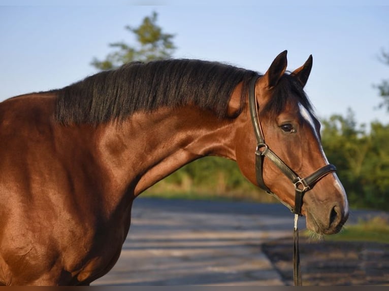 Other Breeds Stallion 3 years 17 hh Brown-Light in Austria