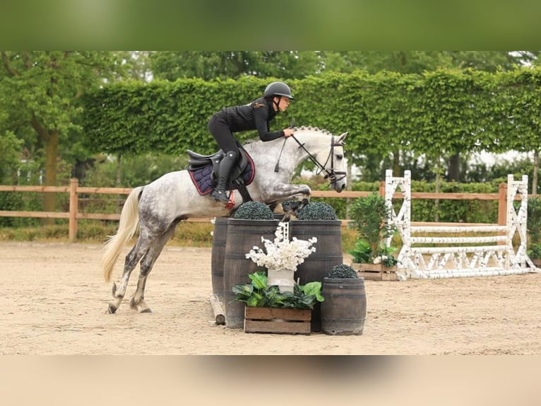 Other Breeds Stallion 4 years 13.2 hh Grey in Oost West en Middelbeers