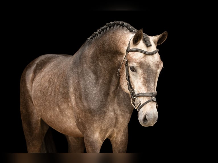 Other Breeds Stallion 4 years 14.2 hh Grey in Oost West en Middelbeers