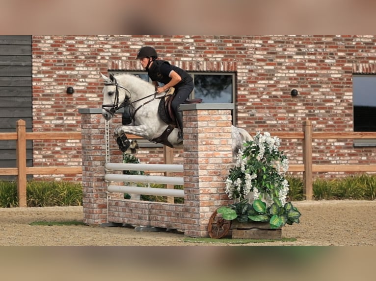 Other Breeds Stallion 4 years 14 hh  in Oost West en Middelbeers