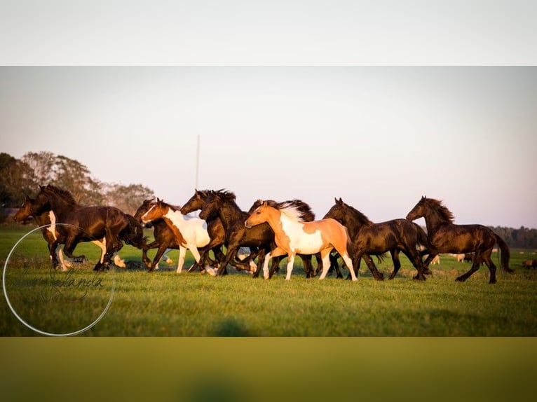 Other Breeds Stallion 4 years 14,2 hh Dun in Tzummarum