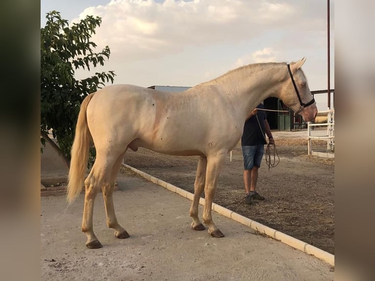 Other Breeds Mix Stallion 4 years 15,2 hh in Málaga