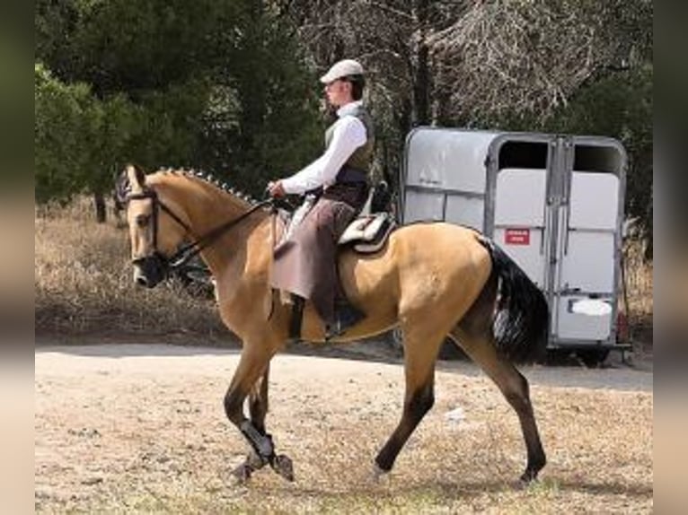 Other Breeds Mix Stallion 4 years 15,3 hh Overo-all-colors in MADRID