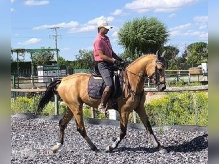 Other Breeds Mix Stallion 4 years 15,3 hh Overo-all-colors in MADRID