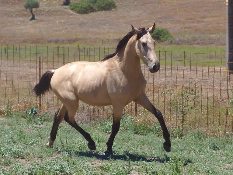 Other Breeds Stallion 4 years 15,1 hh Buckskin in NAVAS DEL MADRONO