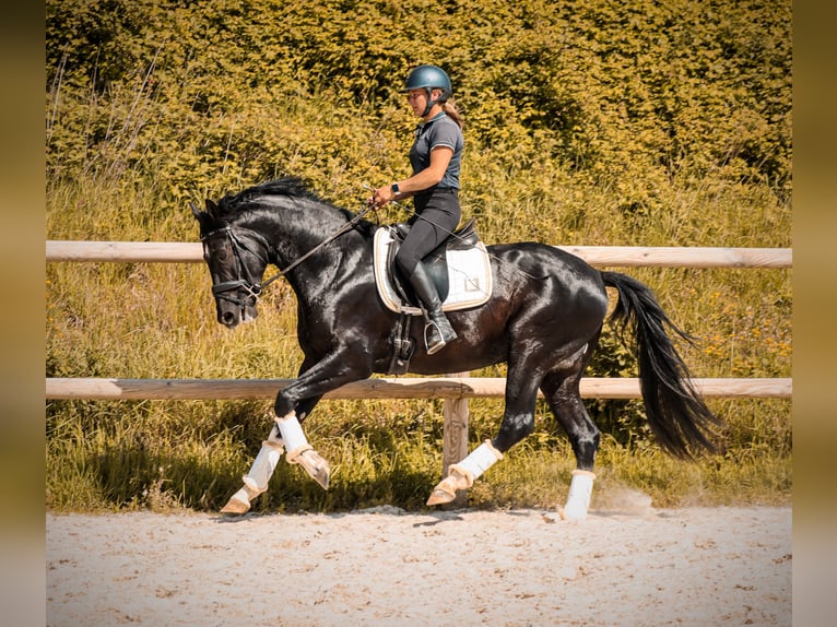 Other Breeds Stallion 4 years 16.1 hh Black in Grury