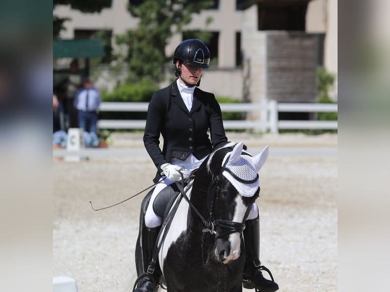 Other Breeds Stallion 4 years 16.2 hh Pinto in Sassuolo