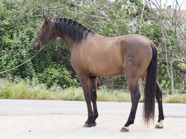 Other Breeds Stallion 4 years 16 hh Black in NAVAS DEL MADRONO