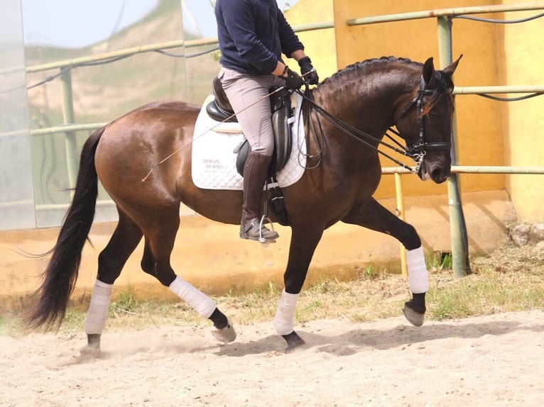 Other Breeds Stallion 4 years 16 hh Black in NAVAS DEL MADRONO