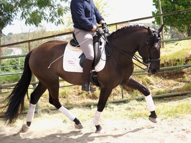 Other Breeds Stallion 4 years 16 hh Black in NAVAS DEL MADRONO