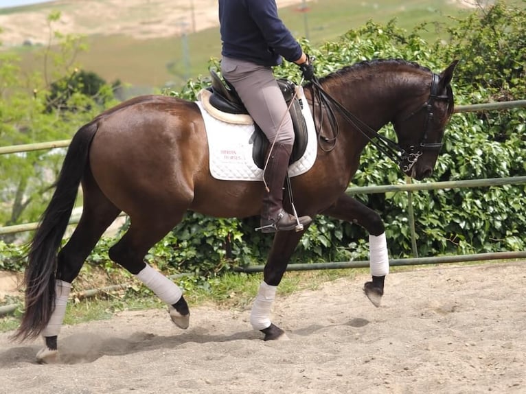 Other Breeds Stallion 4 years 16 hh Black in NAVAS DEL MADRONO