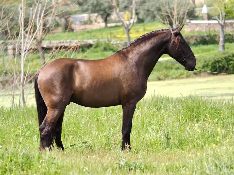 Other Breeds Stallion 4 years 16 hh Black in NAVAS DEL MADRONO
