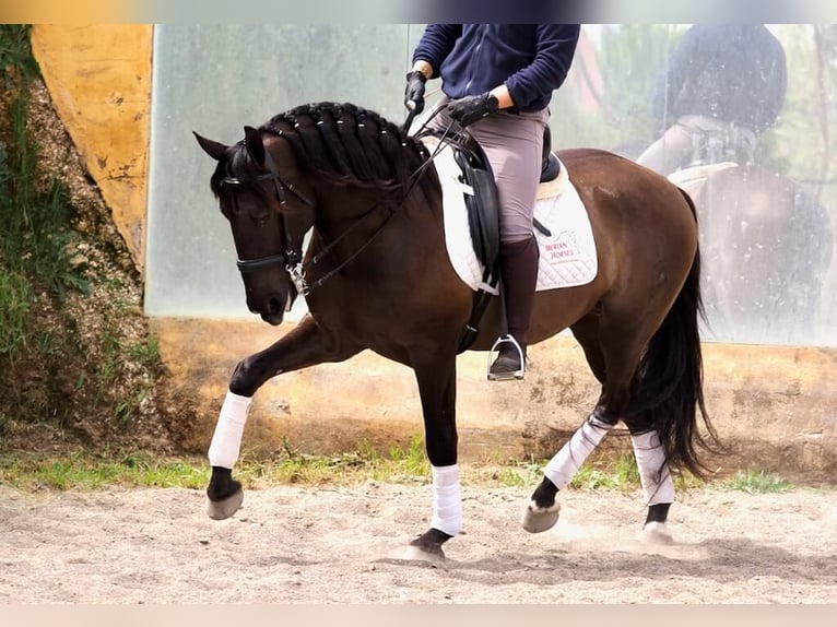 Other Breeds Stallion 4 years 16 hh Black in NAVAS DEL MADRONO