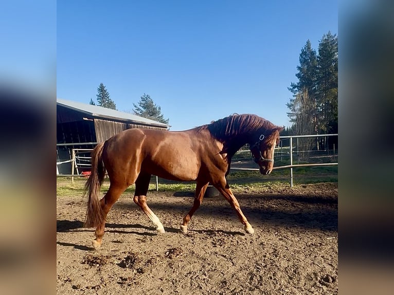 Other Breeds Stallion 4 years 17 hh Chestnut-Red in Tampere