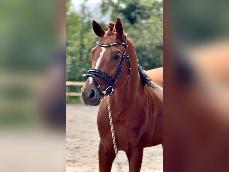 Other Breeds Stallion 4 years 17,1 hh Chestnut-Red in Jyv&#xE4;skyl&#xE4;