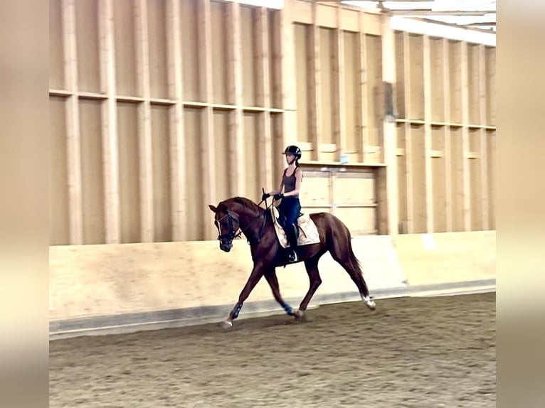 Other Breeds Stallion 4 years 17,1 hh Chestnut-Red in Jyv&#xE4;skyl&#xE4;