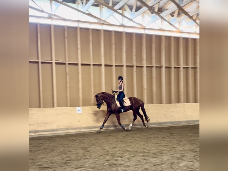 Other Breeds Stallion 4 years 17,1 hh Chestnut-Red in Jyv&#xE4;skyl&#xE4;